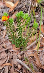 Pultenaea tuberculata