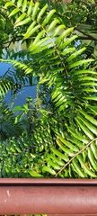 Nephrolepis biserrata