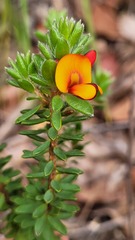 Pultenaea tuberculata