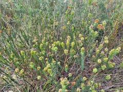Pultenaea tuberculata