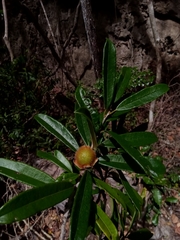 Diospyros vescoi