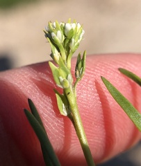 Lepidium dictyotum