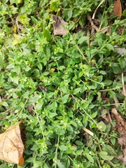 Bothriospermum zeylanicum