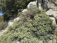 Arctostaphylos glauca