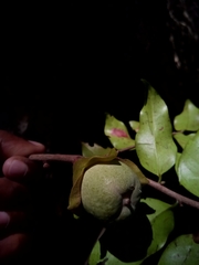 Diospyros comorensis