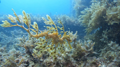 Phycodurus eques