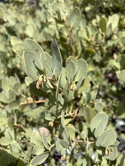 Arctostaphylos glauca