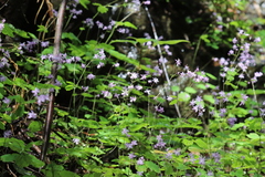 Thalictrum fortunei