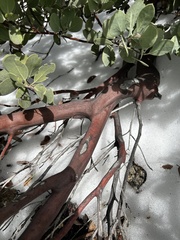 Arctostaphylos glauca