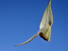 Cymbacha