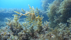Phycodurus eques