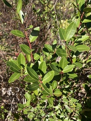 Lyonia lucida