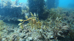 Phycodurus eques