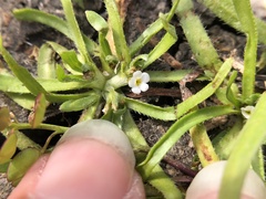 Plagiobothrys trachycarpus