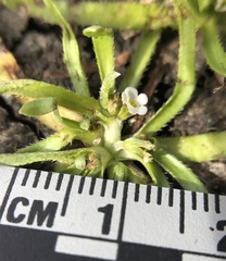 Plagiobothrys trachycarpus