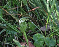 Pterostylis falcata