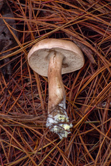 Tylopilus