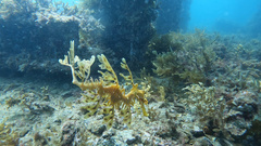 Phycodurus eques
