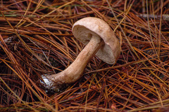 Tylopilus