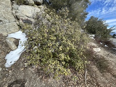 Frangula californica tomentella