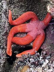 Henricia