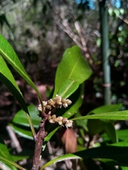 Droceloncia rigidifolia