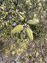 Frangula californica tomentella