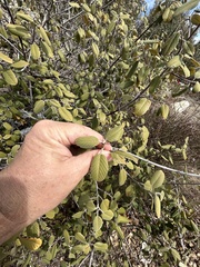 Frangula californica tomentella