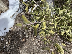 Frangula californica tomentella