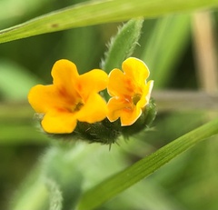 Amsinckia lycopsoides