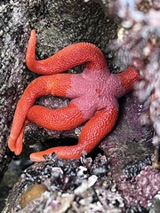 Henricia
