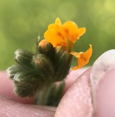 Amsinckia lycopsoides