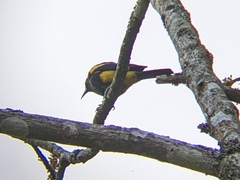 Icterus dominicensis