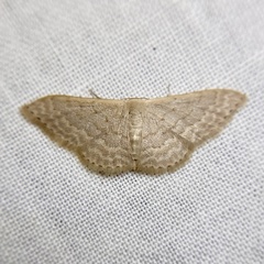 Idaea eretmopus