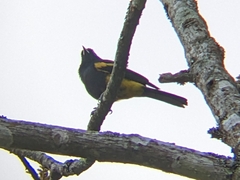 Icterus dominicensis