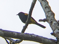 Icterus dominicensis