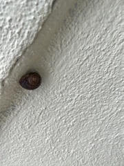 Cornu aspersum