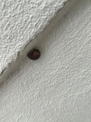 Cornu aspersum