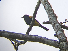 Icterus dominicensis