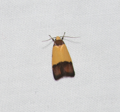 Heteroteucha kershawi