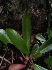 Droceloncia rigidifolia