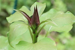 Cardiocrinum giganteum
