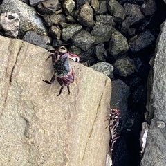 Pachygrapsus crassipes
