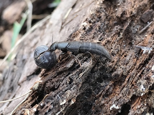 Devil's Coach Horse Beetle photo 5