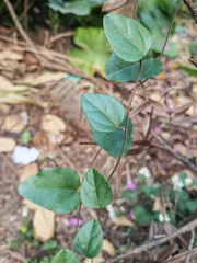 Cocculus orbiculatus