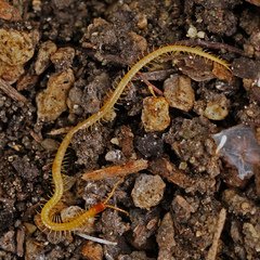 Dicellophilus limatus