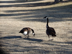 Branta canadensis
