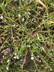 Plagiobothrys nothofulvus