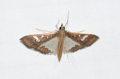 Maruca vitrata