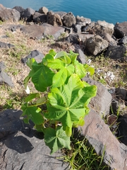 Cecropia peltata